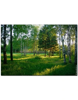 5 фото высокого разрешения Летний парк пейзаж