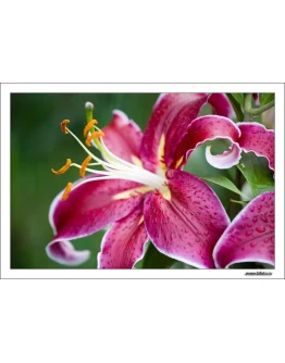 633 фото высокого разрешения Лилия