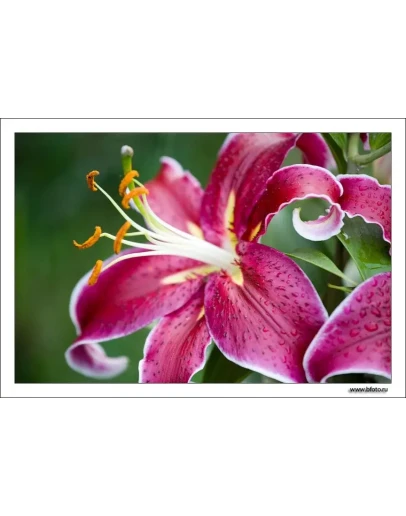 633 фото высокого разрешения Лилия