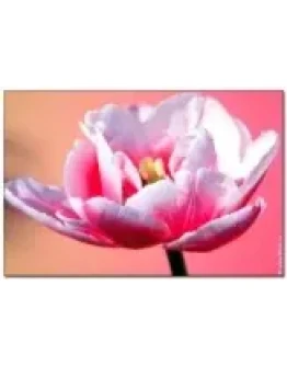 1610 фото высокого разрешения Весна, апрель