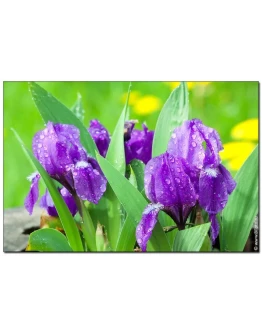 1669 фото высокого разрешения Ирисы германские