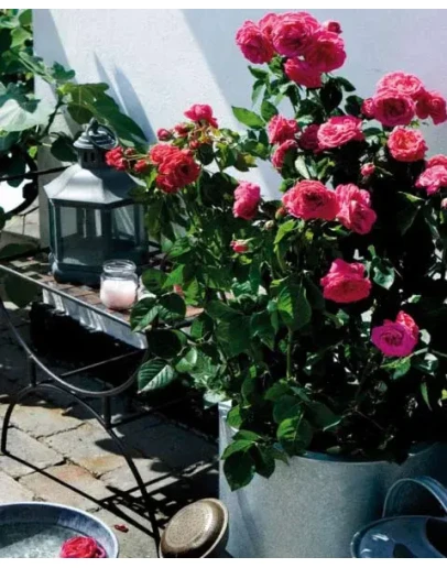 Как вырастить роскошную розу в домашних условиях