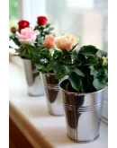 Как вырастить роскошную розу в домашних условиях