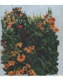 Снятие похмелья и лечение алкоголизма с помощью трав