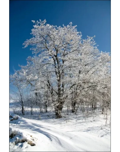 1410 фото высокого разрешения Серебро на дереве