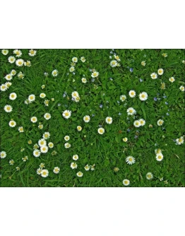 4304 фото для 3д пола Луговые цветы ромашки
