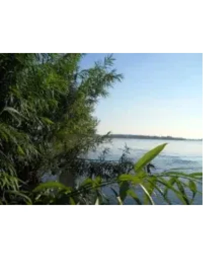 Обской простор