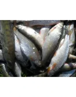 Крупный елец