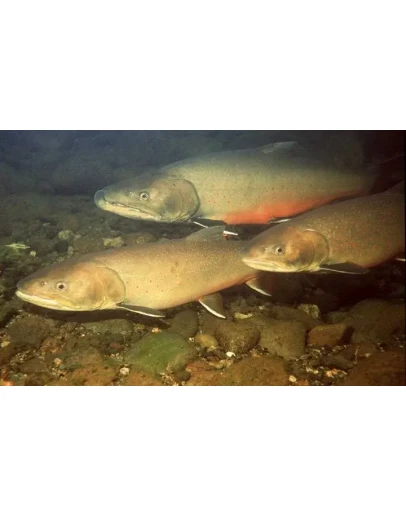 Прибыльное разведение рыбы