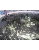 Прибыльное разведение рыбы