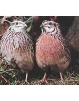 Разведение перепелов от А до Я