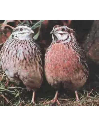 Разведение перепелов от А до Я