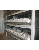 Разведение перепелов от А до Я