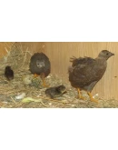 Разведение перепелов от А до Я