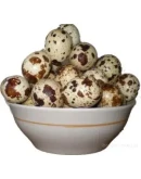 Разведение перепелов от А до Я