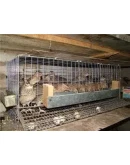 Разведение перепелов от А до Я