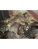 Разведение перепелов от А до Я