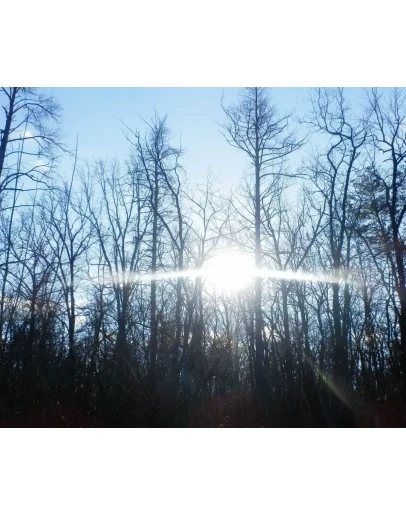 Фотография Закат в осеннем лесу