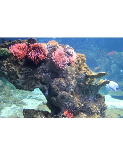 Фотография Подводная жизнь