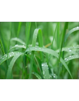 4191 Утро, роса на траве фото для фотообоев, фотобанк