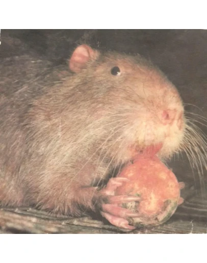 Кролики и нутрии дома и на даче