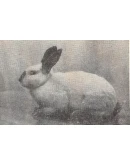 Кролики и нутрии дома и на даче