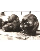 Кролики и нутрии дома и на даче