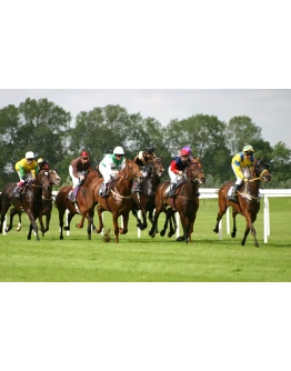 ТЕМНАЯ ЛОШАДКА