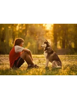 Пропала собака