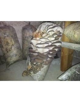 ПОЛНАЯ ИНФОРМАЦИЯ ПО ВЫРАЩИВАНИЮ ГРИБОВ ВЕШЕНКА ОТ А ДО