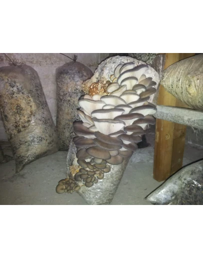 ПОЛНАЯ ИНФОРМАЦИЯ ПО ВЫРАЩИВАНИЮ ГРИБОВ ВЕШЕНКА ОТ А ДО