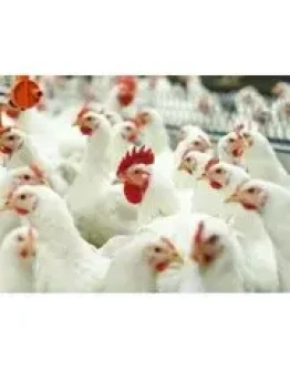 Бизнес-план птицефабрики на 1000/2000 кур (мясо, яица)