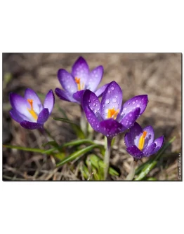 2756 Фотография цветов Крокусы весною