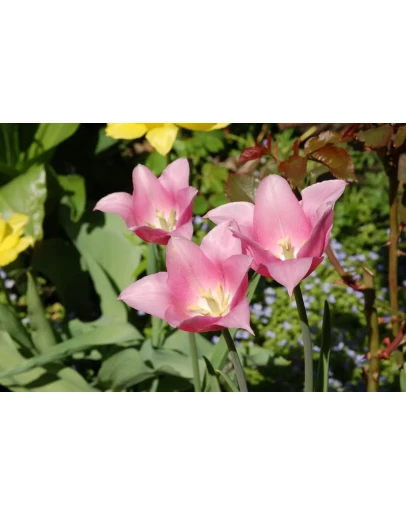 Фотография нежно-розовые цветы