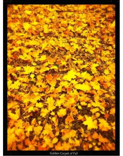 Фотография Золотые листья