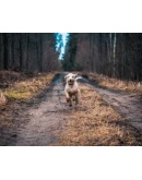 Пресет для LightRoom от FREEMAX for mobile
