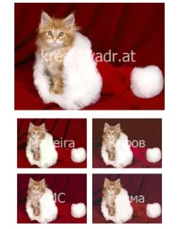Котенок в новогодней шапке Котенок в новогодней шапке