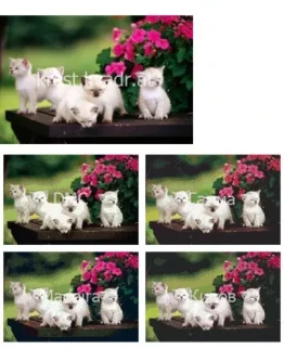 Сиамские котята Сиамские котята