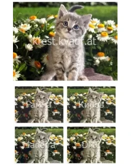 Внимательный взгляд котенка Внимательный взгляд котенка