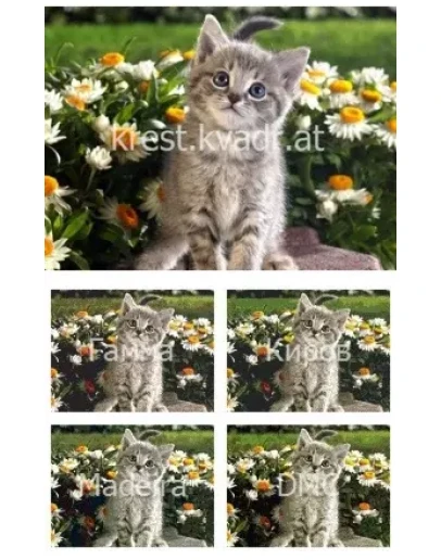 Внимательный взгляд котенка