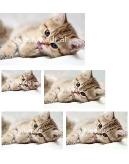 Котенок умывается Котенок умывается