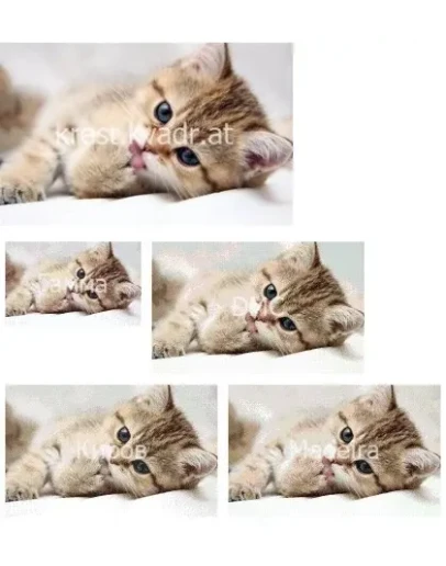 Котенок умывается