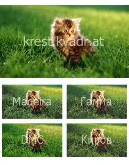 Котенок в лучах Солнца Котенок в лучах Солнца