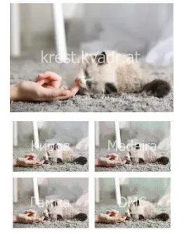 Котенок играется с хозяйкой Котенок играется с хозяйкой