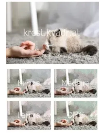 Котенок играется с хозяйкой