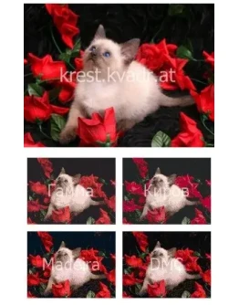 Котенок среди красных цветов Котенок среди красных цветов