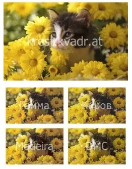 Котенок и желтые хризантемы Котенок и желтые хризантемы