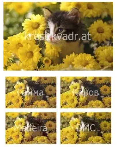 Котенок и желтые хризантемы