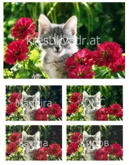 Котенок спрятался в цветах Котенок спрятался в цветах