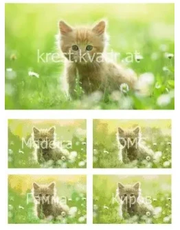 Котенок среди природы Котенок среди природы